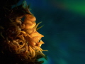   Dasycaris zanzibarica  